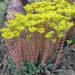 Perene: SEDUM rupestre blue, slika2